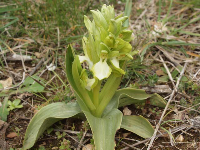 anacamptis collina apocromatica